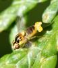 Thaumatomyia notata